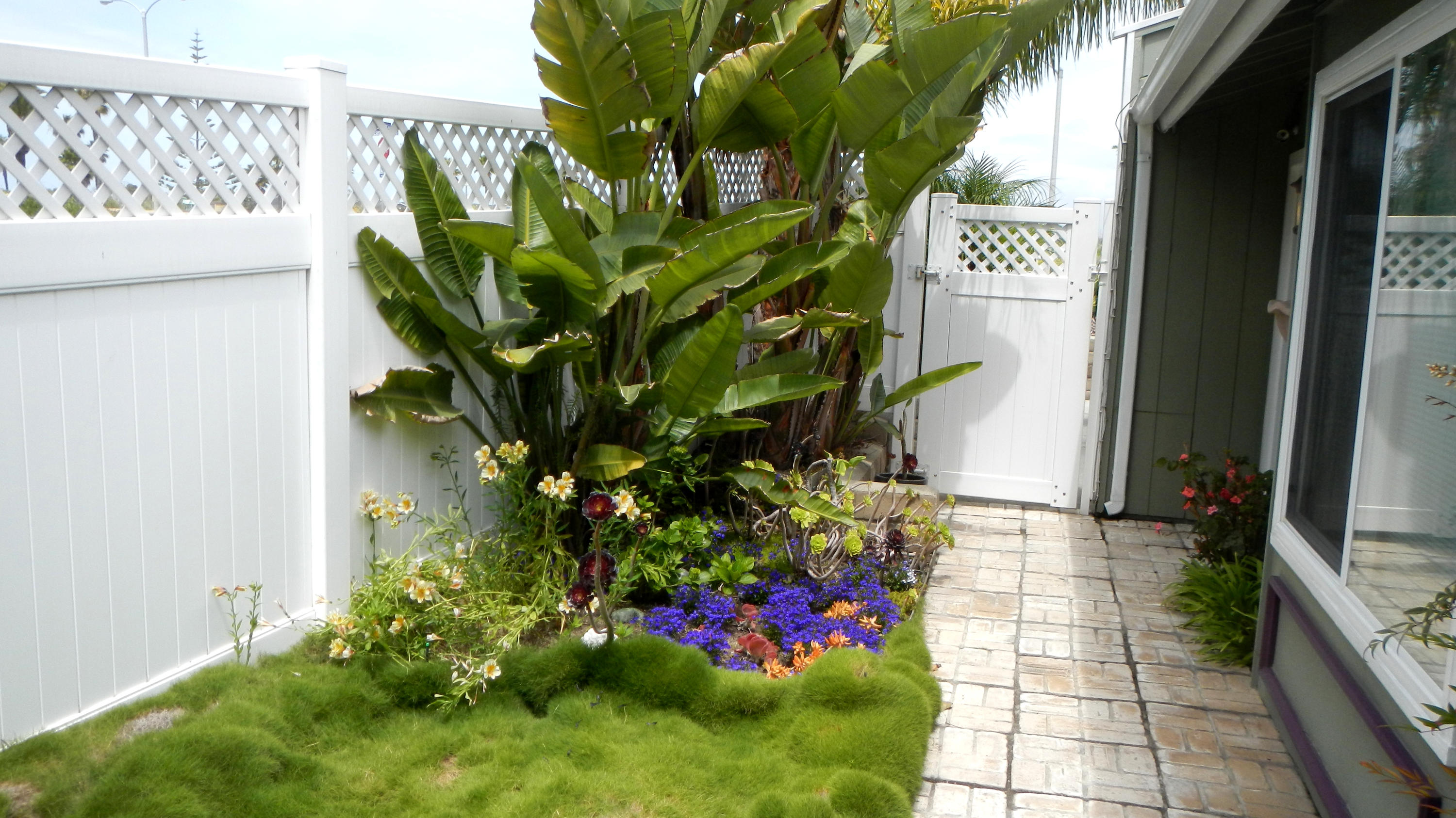 4640 Eastbourne Oxnard, CA 93035 - Photo 6 of 49 a plant that is in front of a house