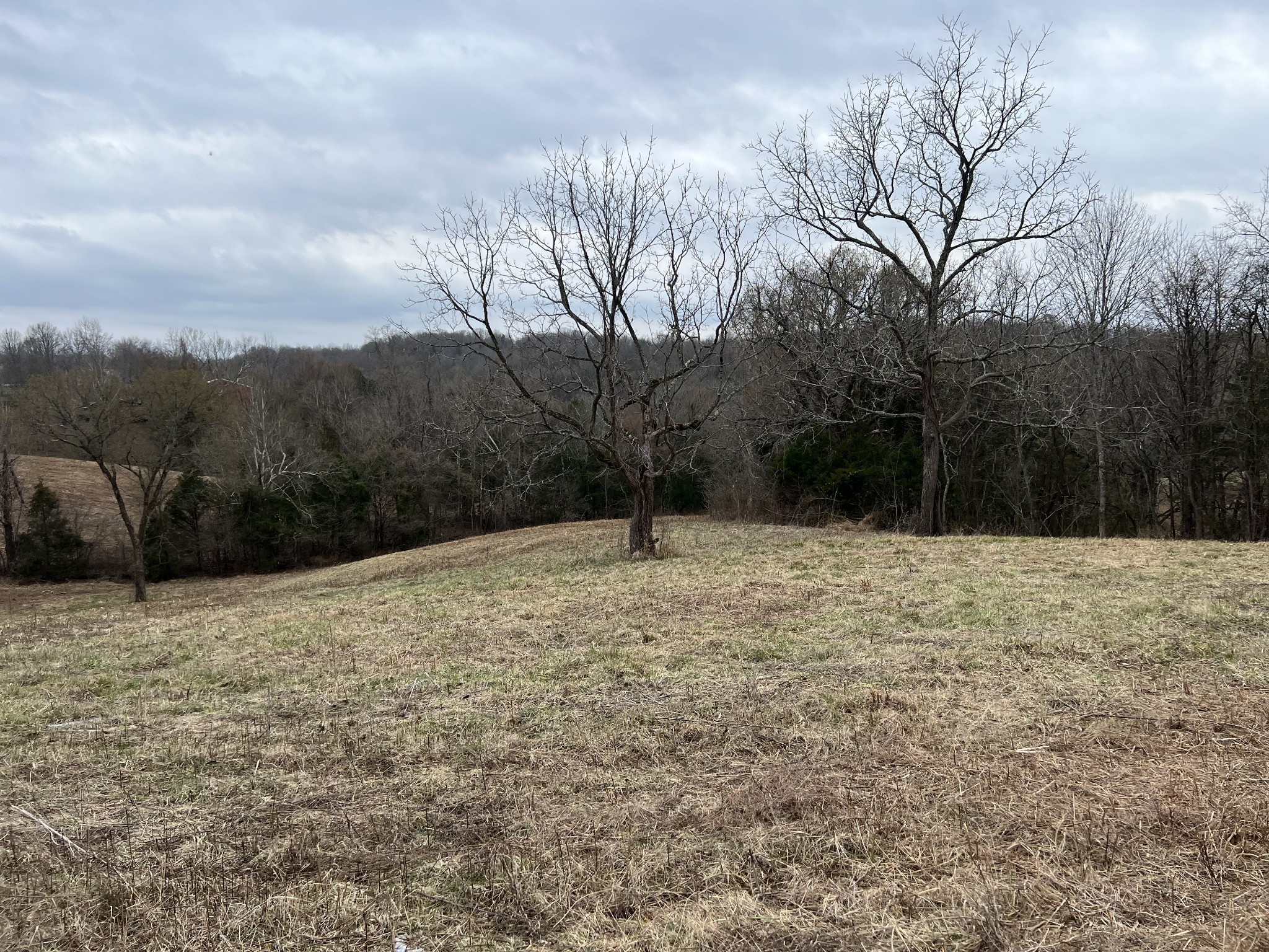 2420 Roberts Road Watertown, TN 37184 - Photo 2 of 15 a view of a yard with a large tree