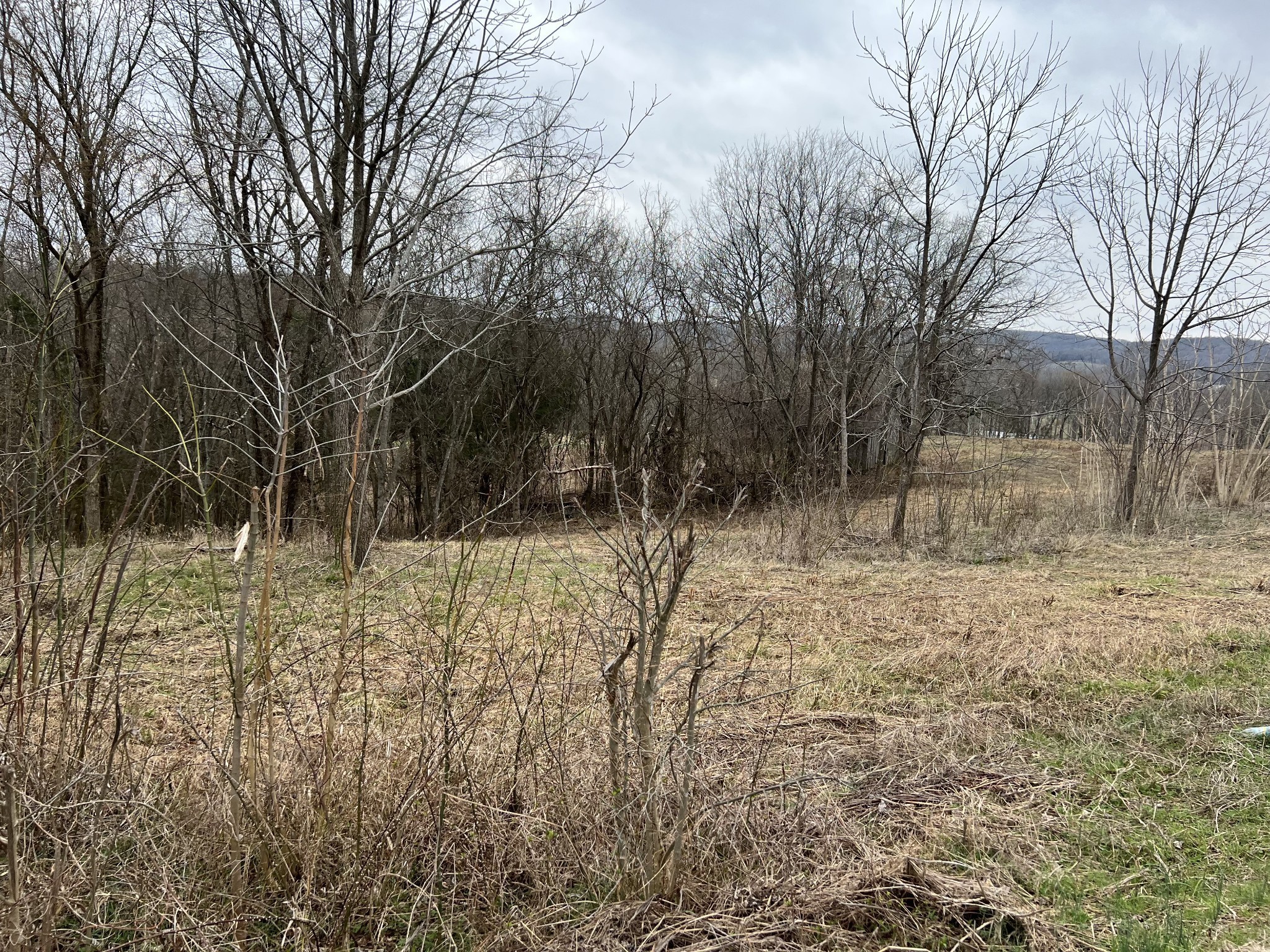 2420 Roberts Road Watertown, TN 37184 - Photo 8 of 15 a view of a yard with trees