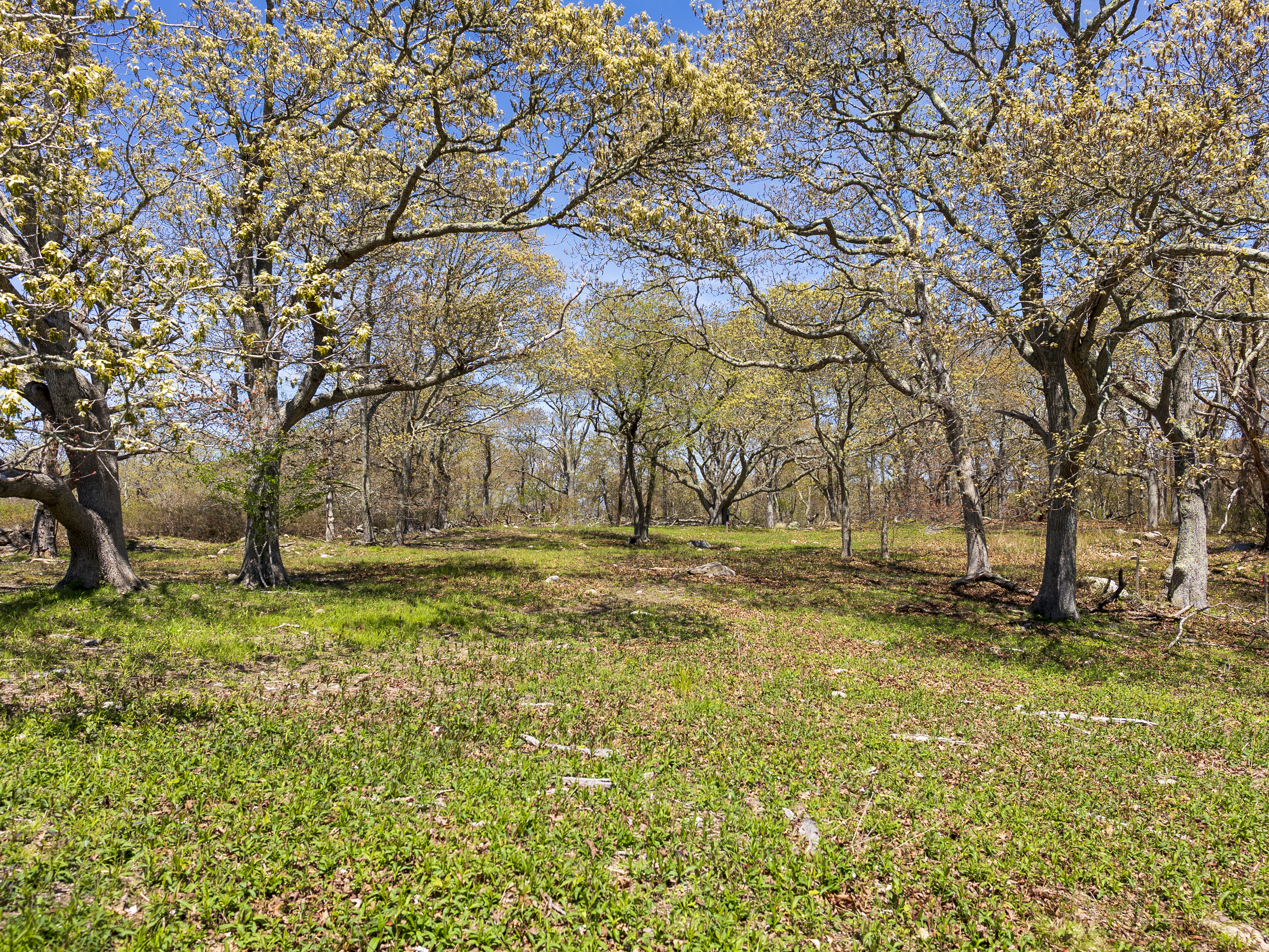 14 Ridge Road Aquinnah, MA 02535 - Photo 2 of 15 a view of yard with tree
