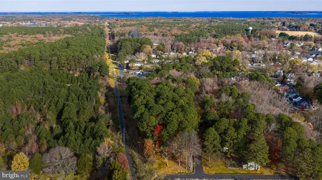 a view of a forest with a forest