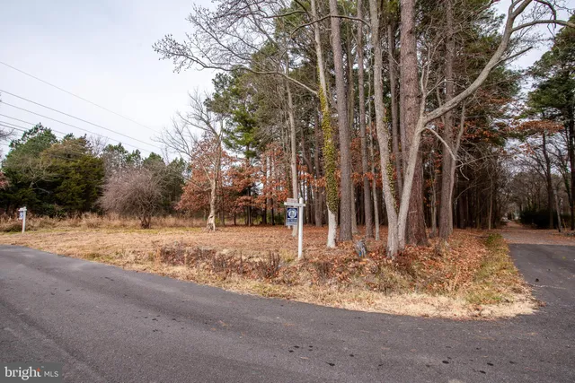 a view of a yard with large trees