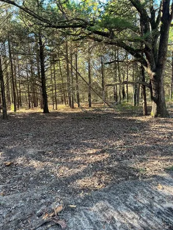 a view of dirt yard with a large tree