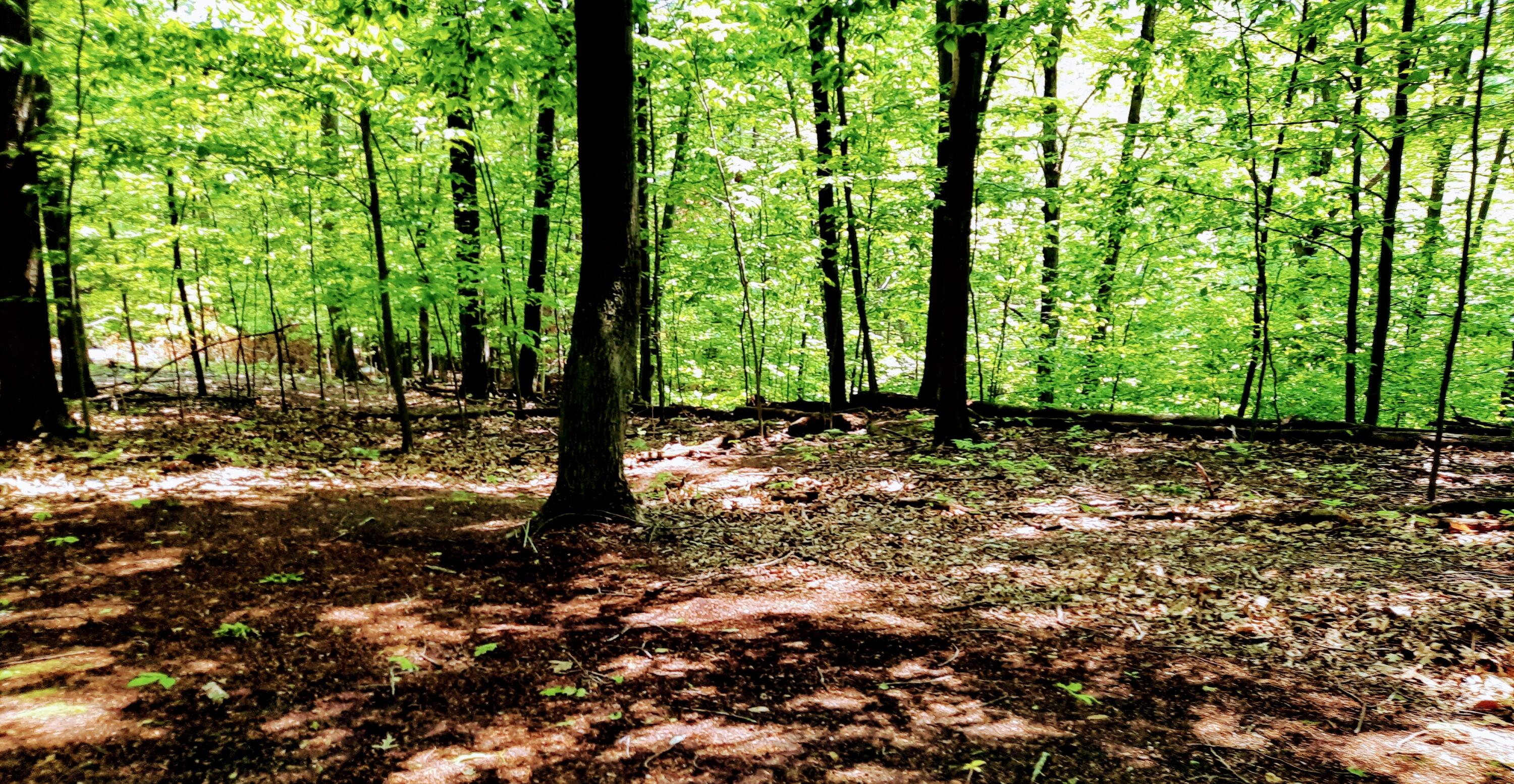 8-acres 3rd Street Onekama, MI 49675 - Photo 17 of 35 Forest