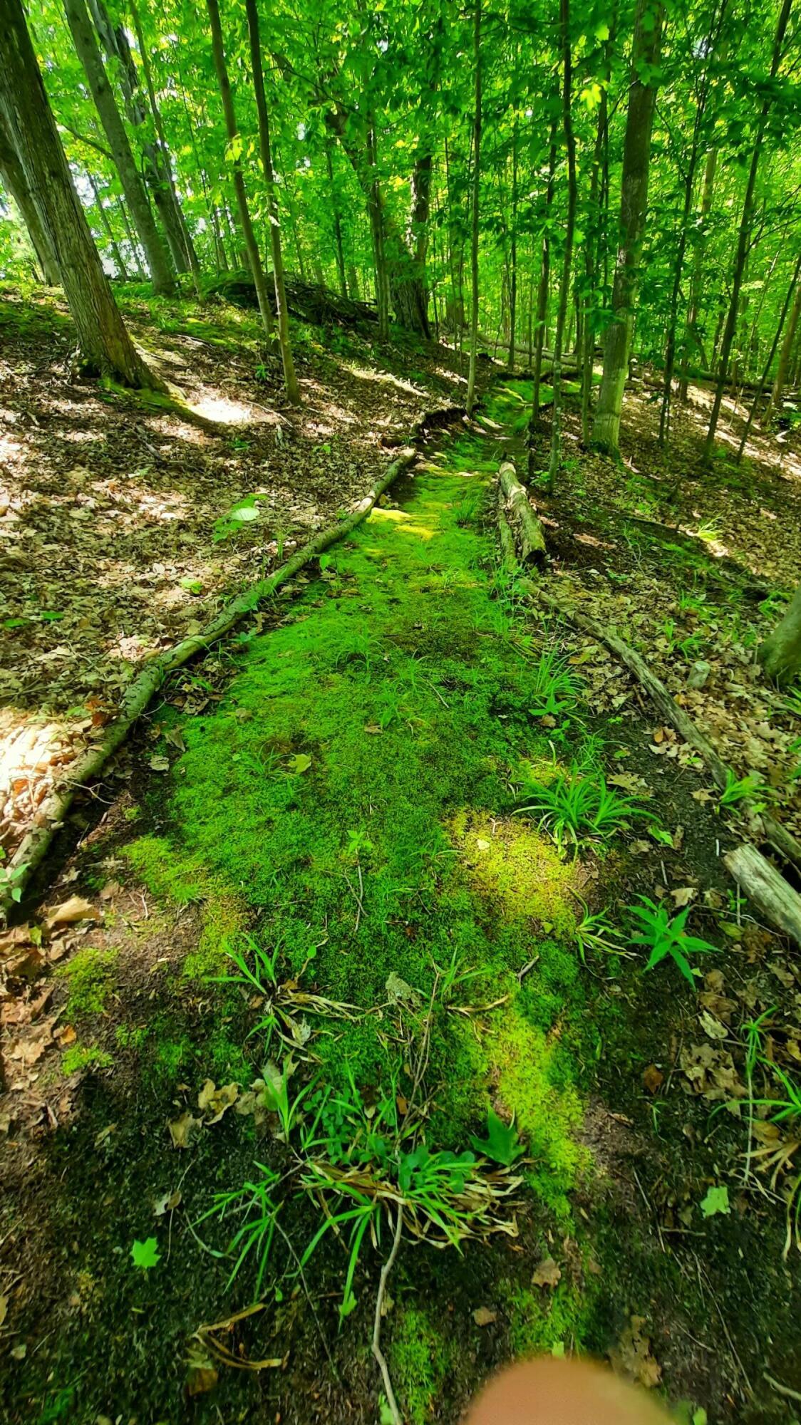 8-acres 3rd Street Onekama, MI 49675 - Photo 20 of 35 Mossy Pathways