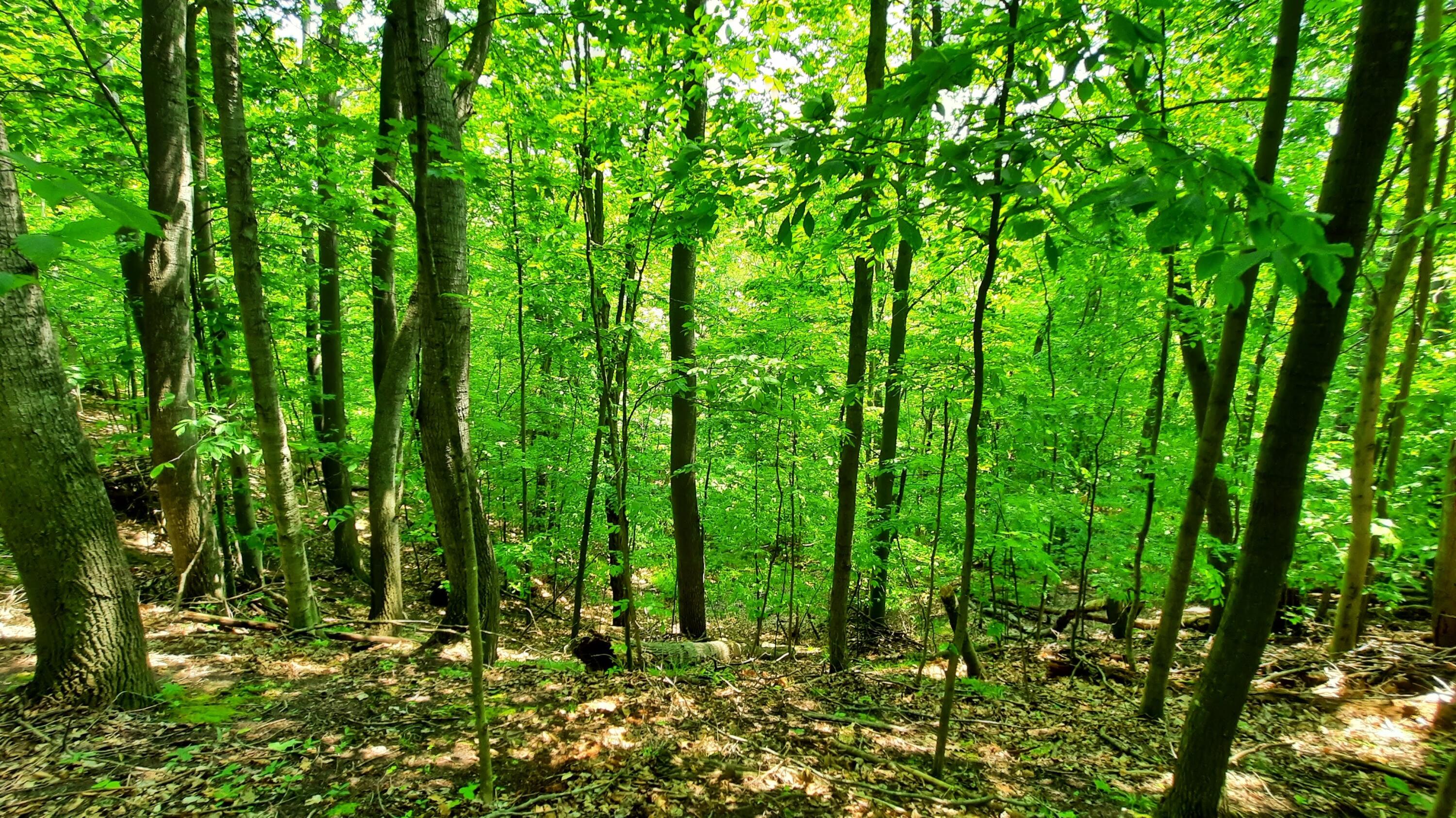 8-acres 3rd Street Onekama, MI 49675 - Photo 26 of 35 Forest