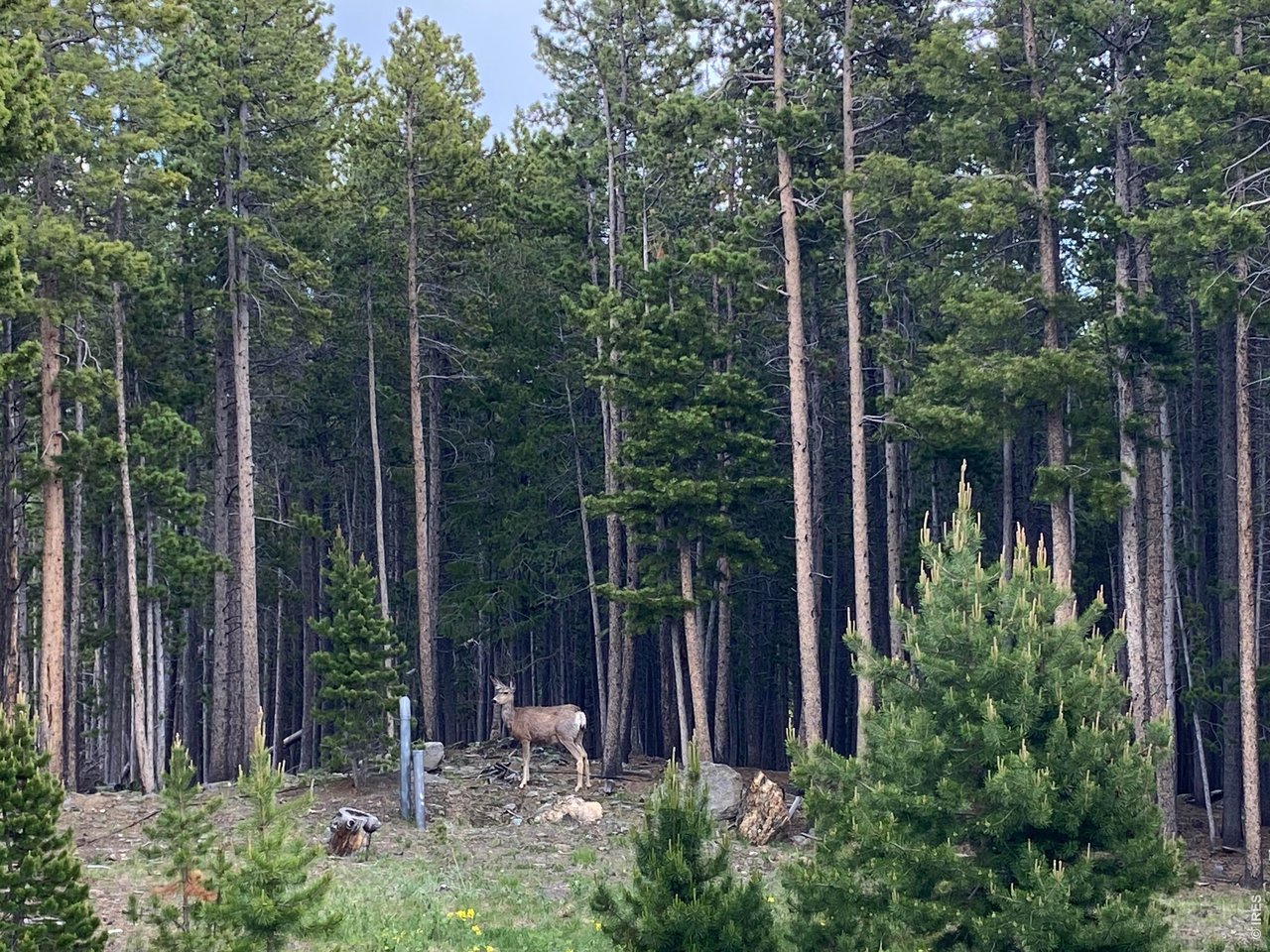 28 Valley View Lane Evergreen, CO 80439 - Photo 32 of 37 a view of a chair and table in the garden