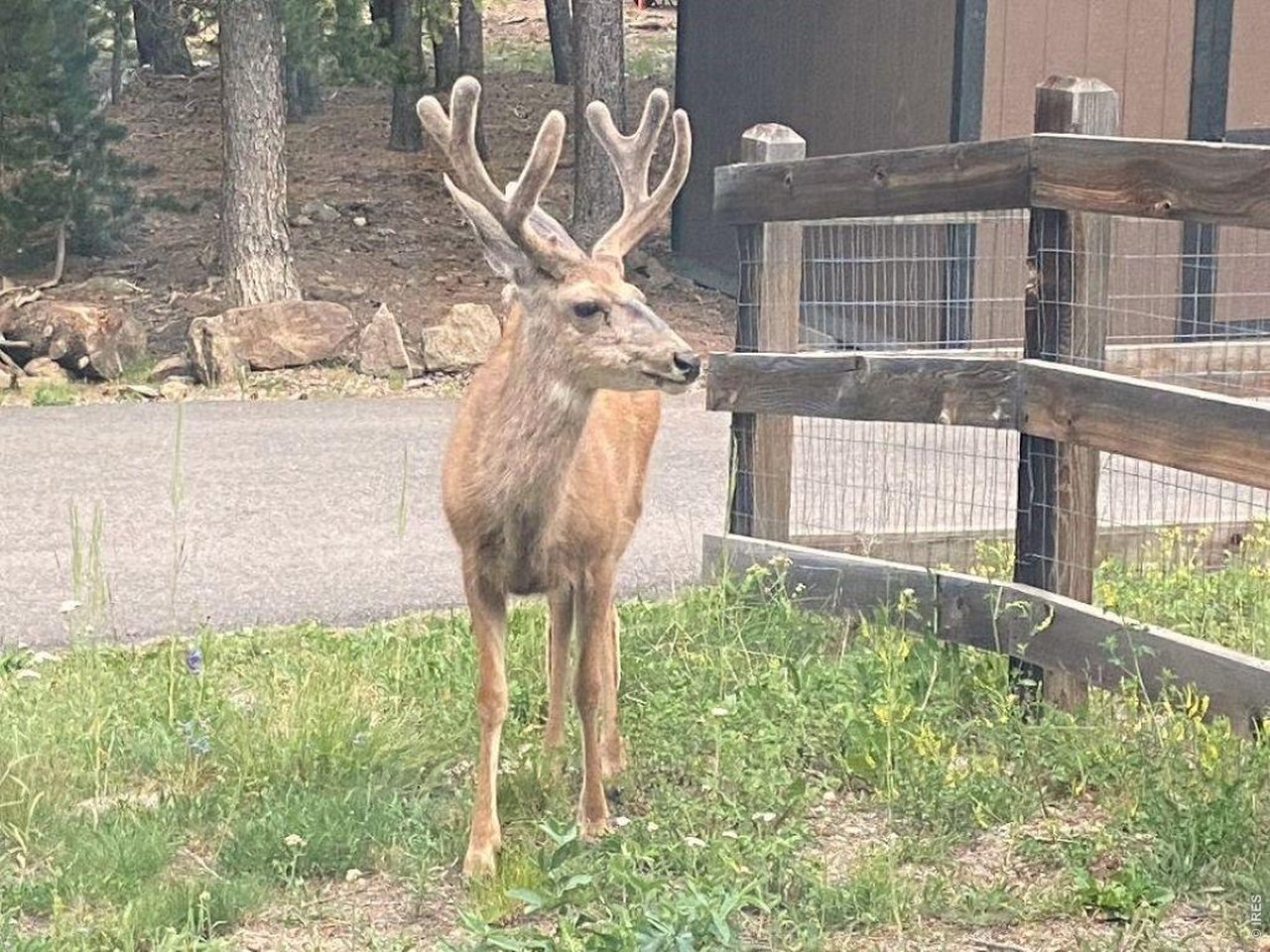 28 Valley View Lane Evergreen, CO 80439 - Photo 37 of 37 a front view of a house with garden