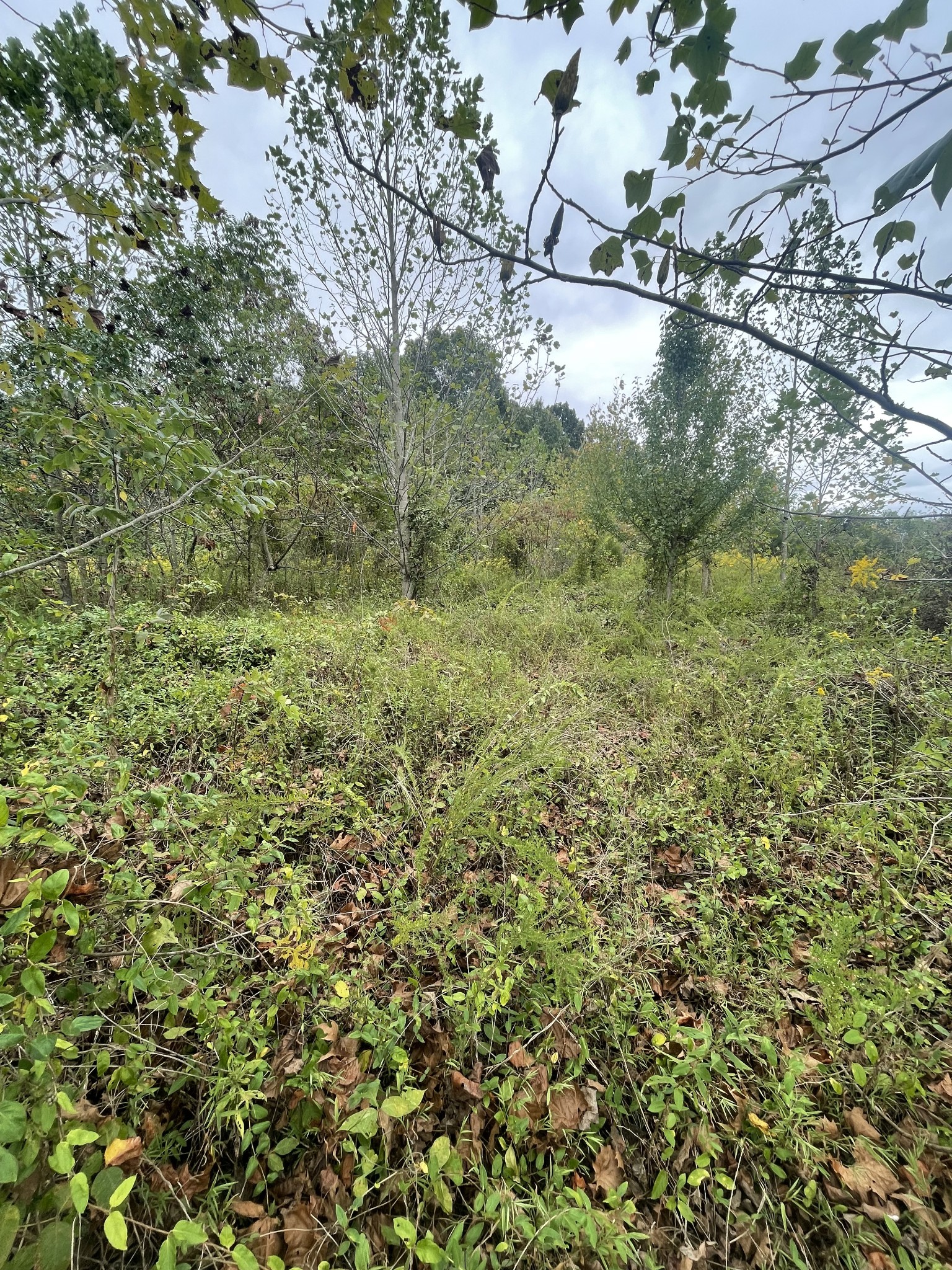 0 Oak Grove Road Red Boiling Springs, TN 37150 - Photo 2 of 6