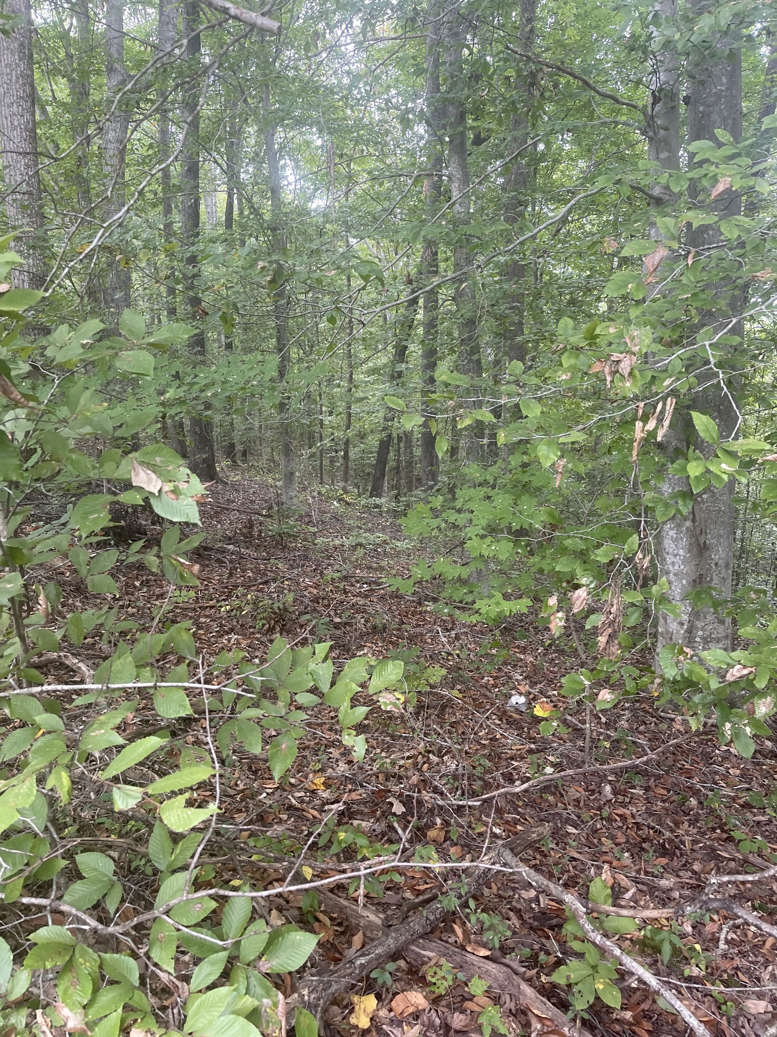 0 Oak Grove Road Red Boiling Springs, TN 37150 - Photo 3 of 6