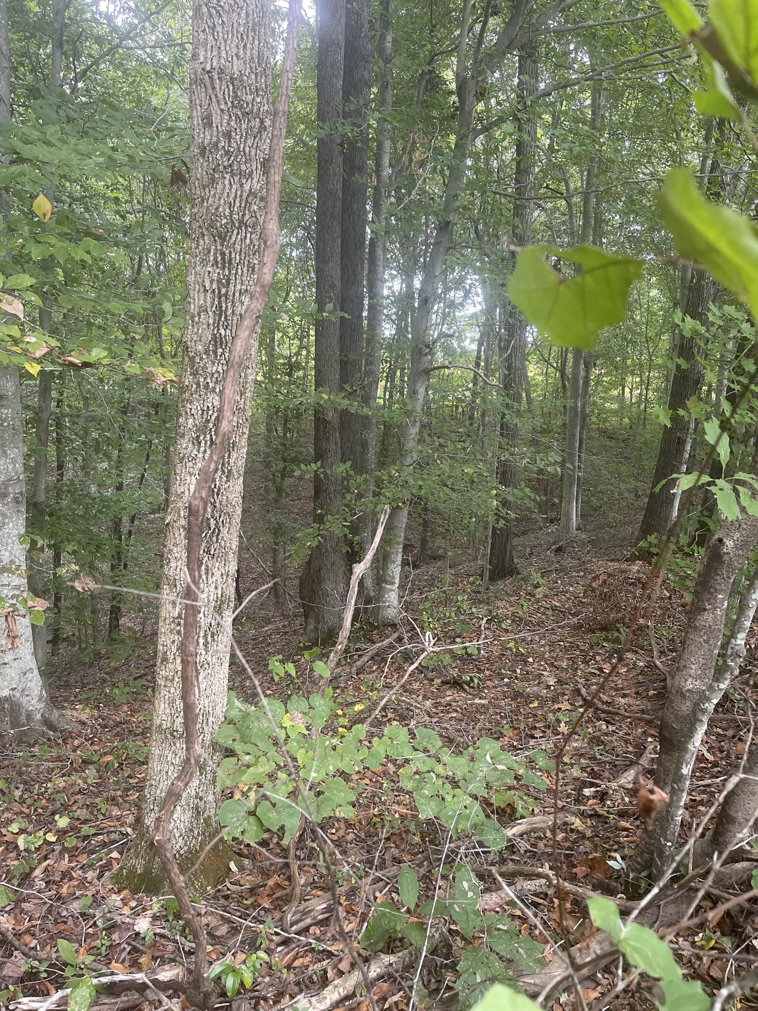 0 Oak Grove Road Red Boiling Springs, TN 37150 - Photo 4 of 6