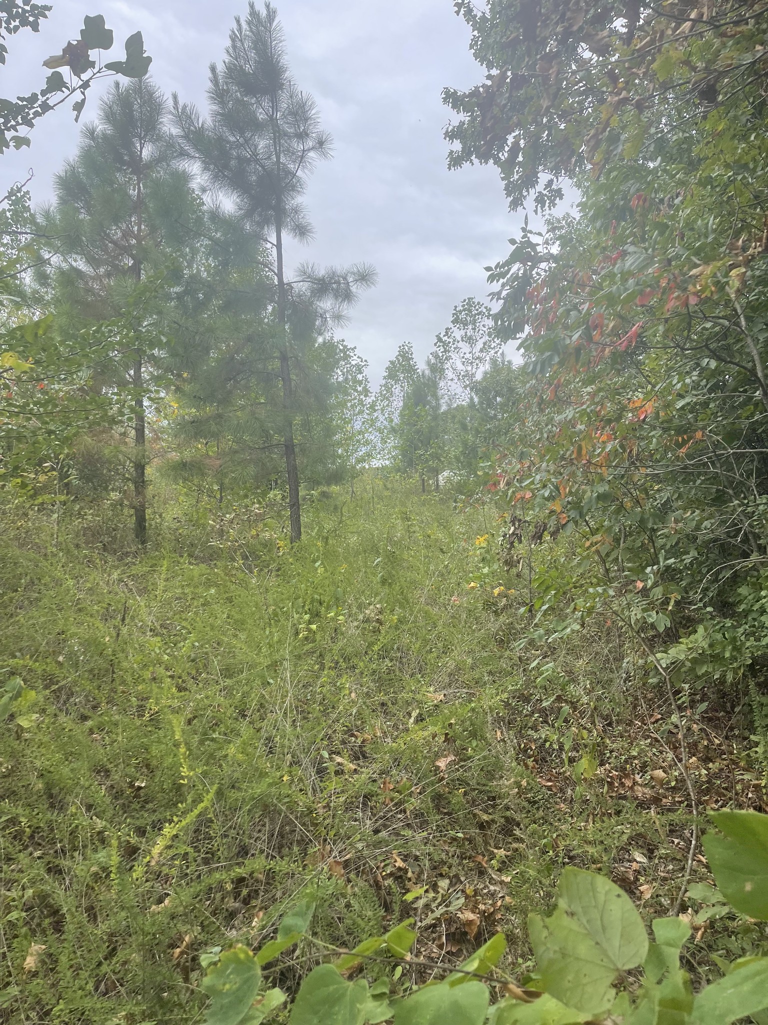 0 Oak Grove Road Red Boiling Springs, TN 37150 - Photo 5 of 6