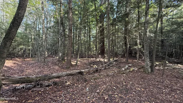 a view of a forest filled with trees