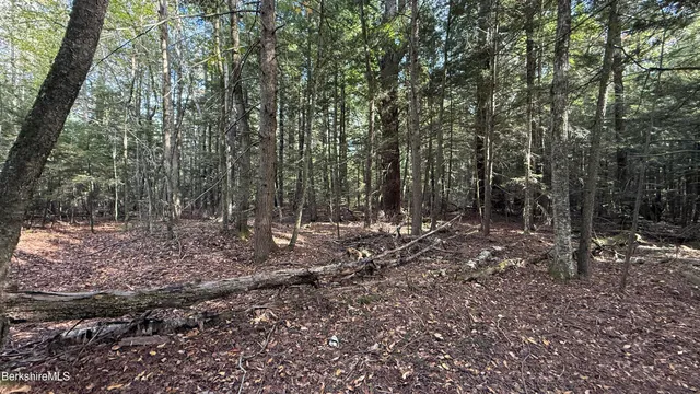 a view of a forest filled with trees