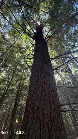 a view of outdoor space with lots of trees