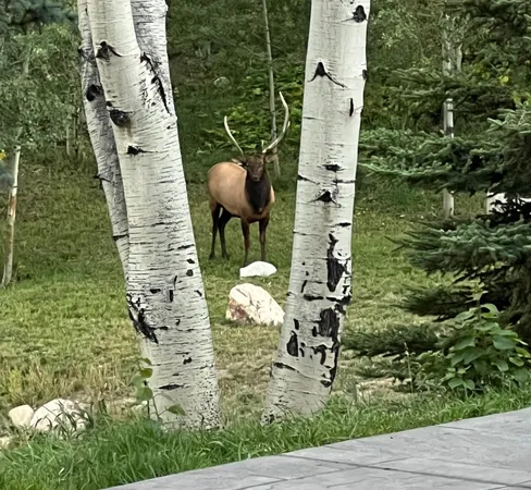 $6,275,000 | 31655 Sugar Ridge Road, Steamboat Springs, CO 80487
