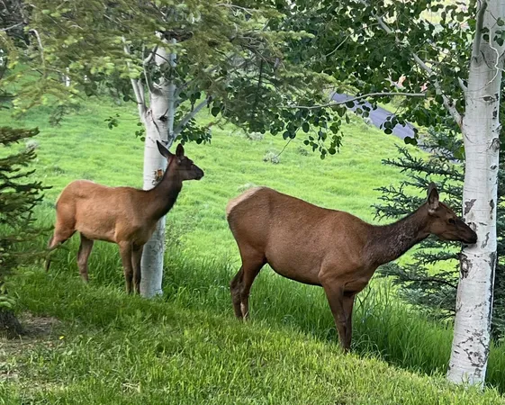 $6,275,000 | 31655 Sugar Ridge Road, Steamboat Springs, CO 80487