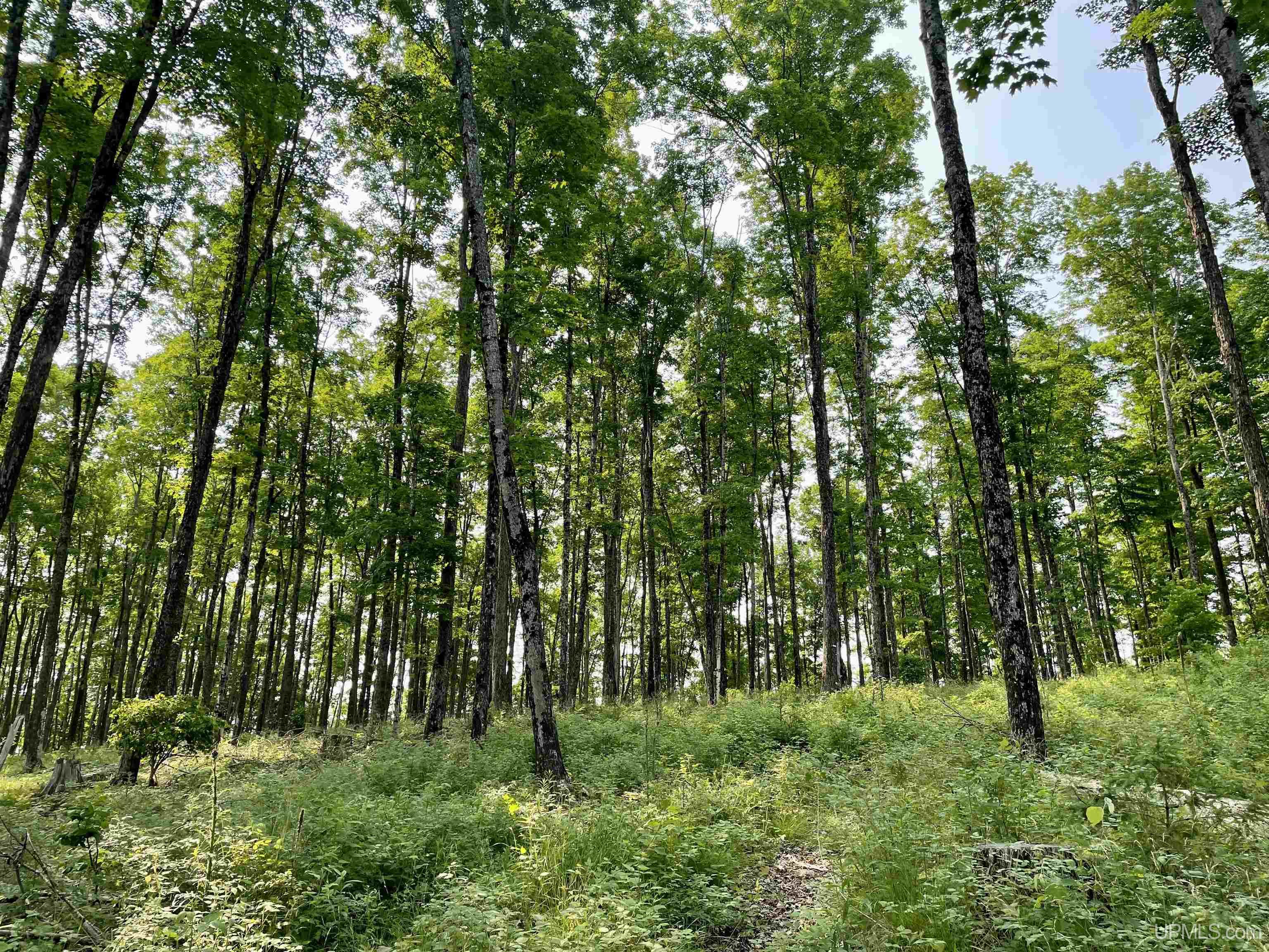 Nine Rd Felch Mi 49831 Road Felch, MI 49831 - Photo 10 of 16