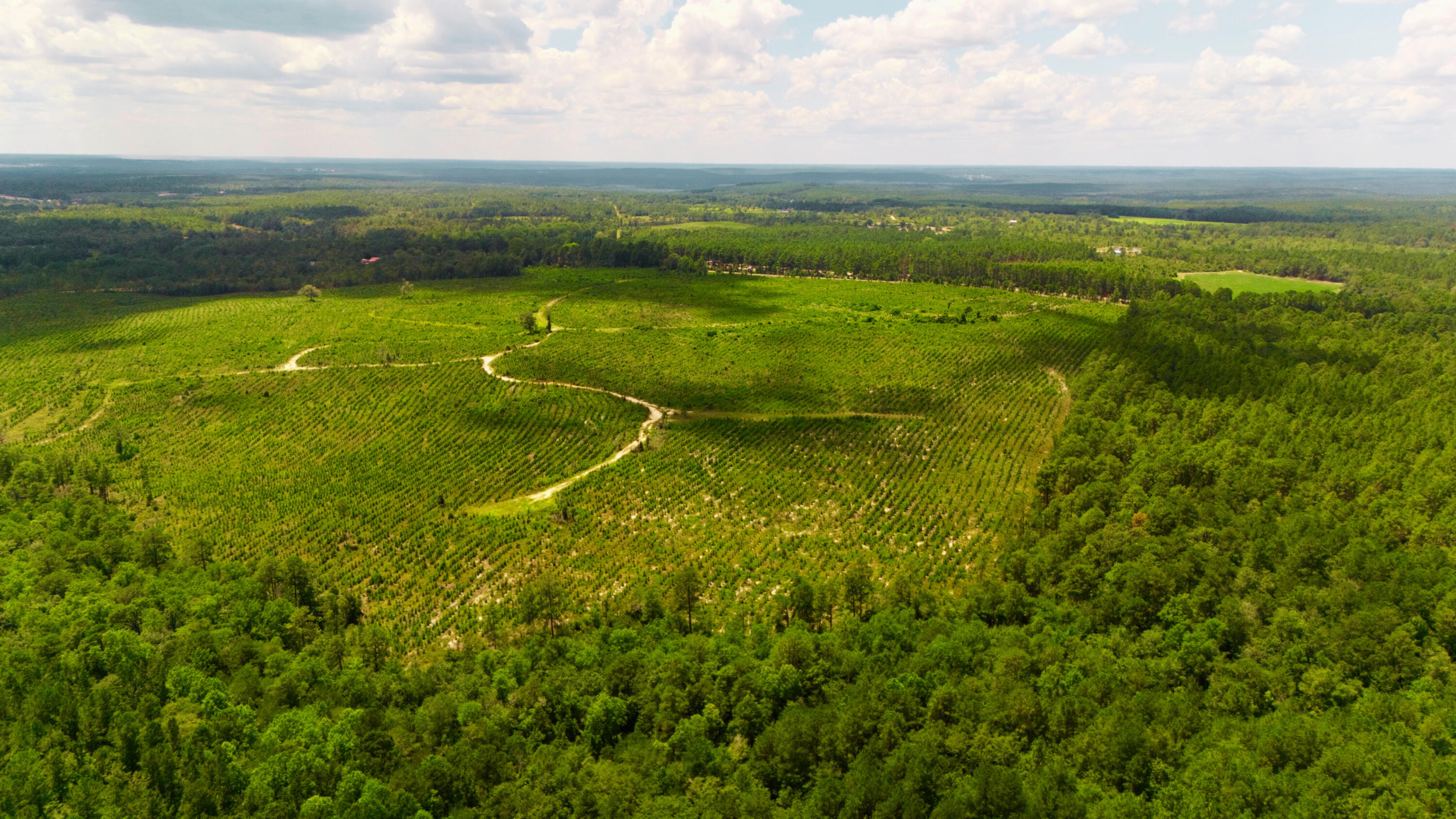 Lot 2 Notch Road Ridge Spring, SC 29129 - Photo 10 of 14