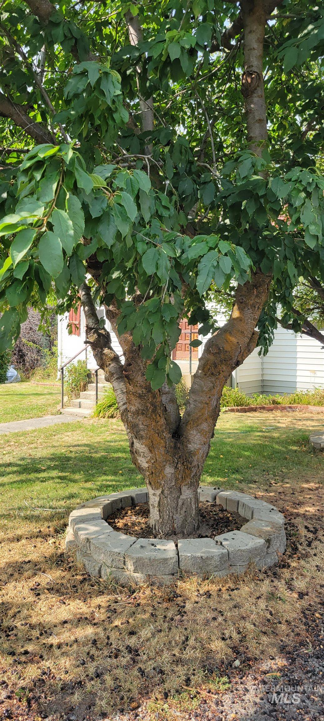 410 Division Avenue Craigmont, ID 83523 - Photo 3 of 30
