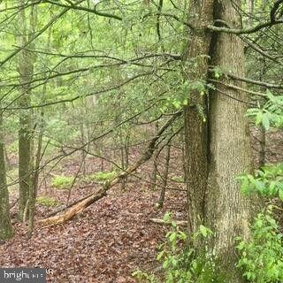 Lot 7 Hemlock Ridge Road Jersey Shore, PA 17740 - Photo 4 of 4 Lush greenery envelops a tranquil woodland scene.