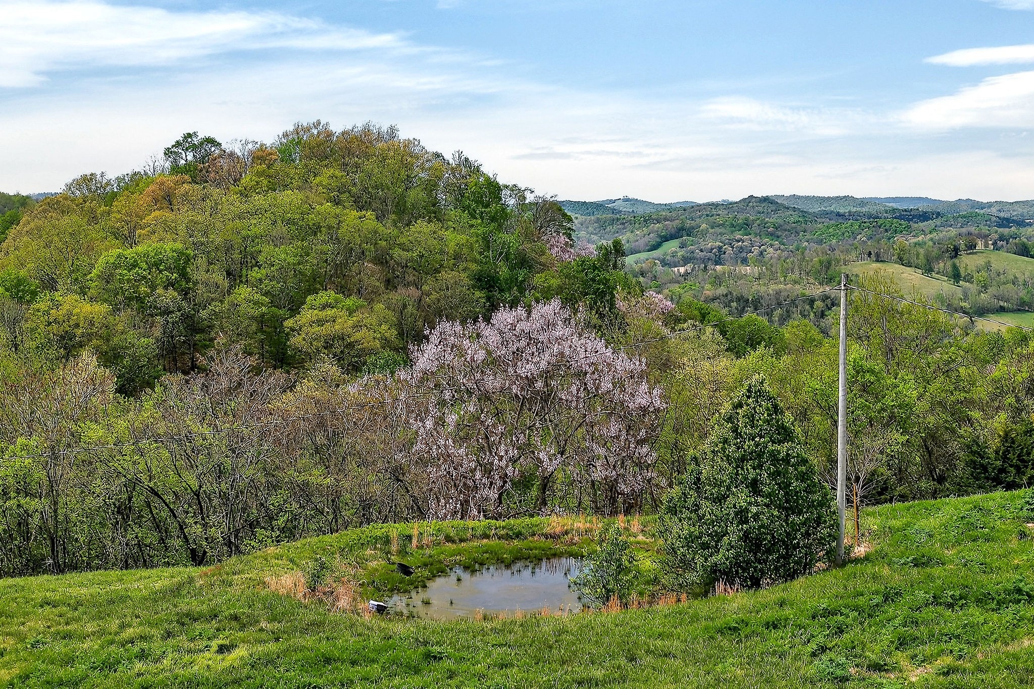 5175 Dale Ridge Road Liberty, TN 37095 - Photo 57 of 69 a view of a lush green forest with lots of trees