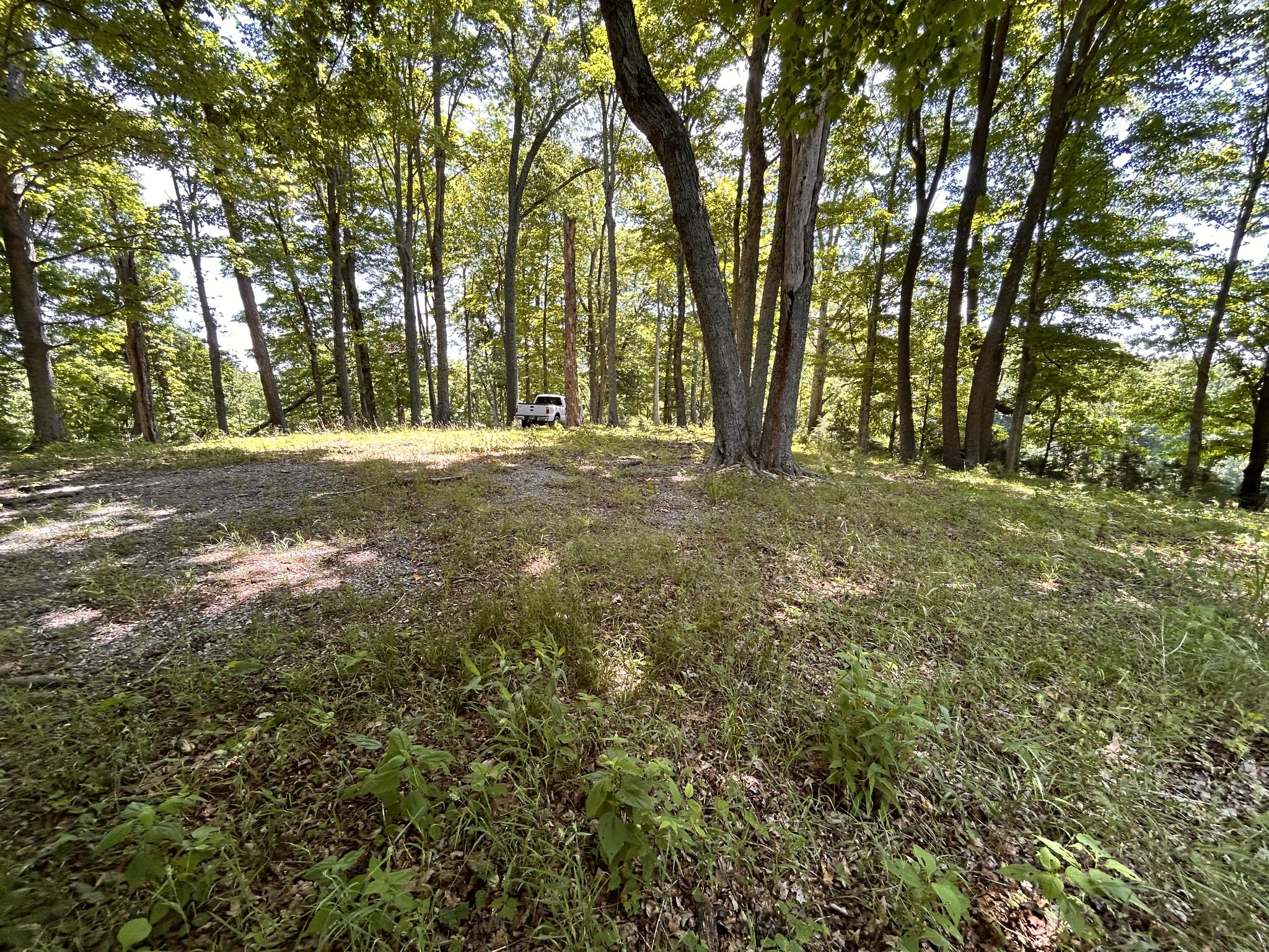 5175 Dale Ridge Road Liberty, TN 37095 - Photo 61 of 69 a view of a yard with trees