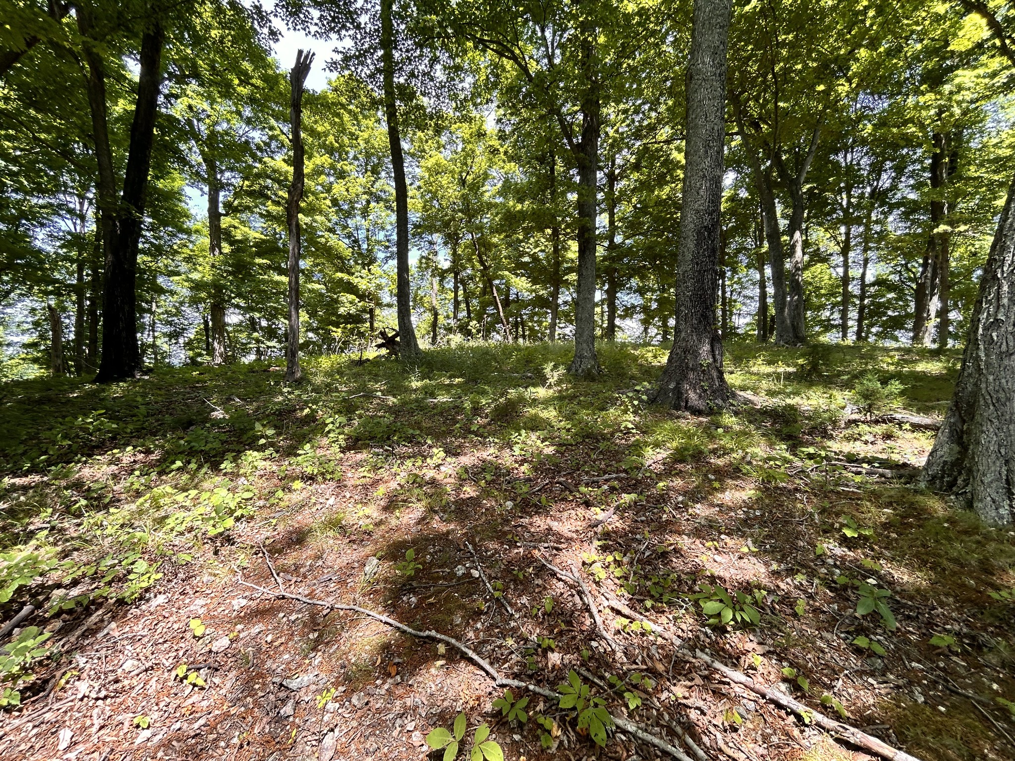 5175 Dale Ridge Road Liberty, TN 37095 - Photo 64 of 69 a backyard of a house with lots of green space