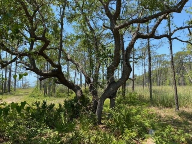 Ft Morgan Road Gulf Shores, AL 36542 - Photo 3 of 11