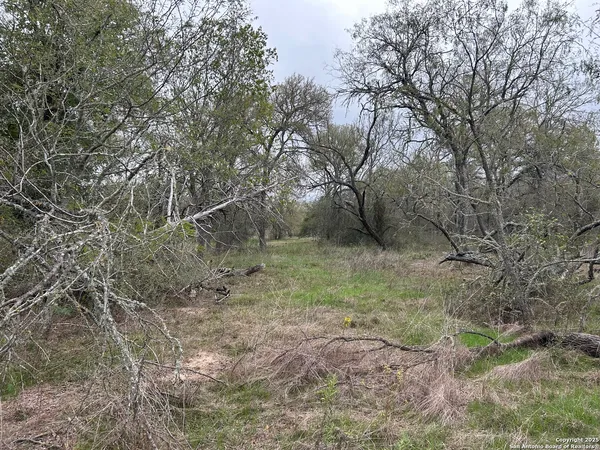 a view of a forest with trees in the background