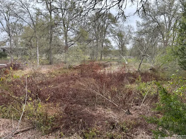 a view of a forest with trees