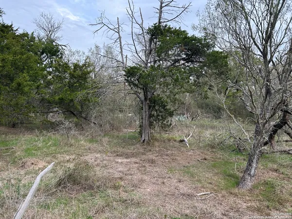 a view of a forest with trees in the background
