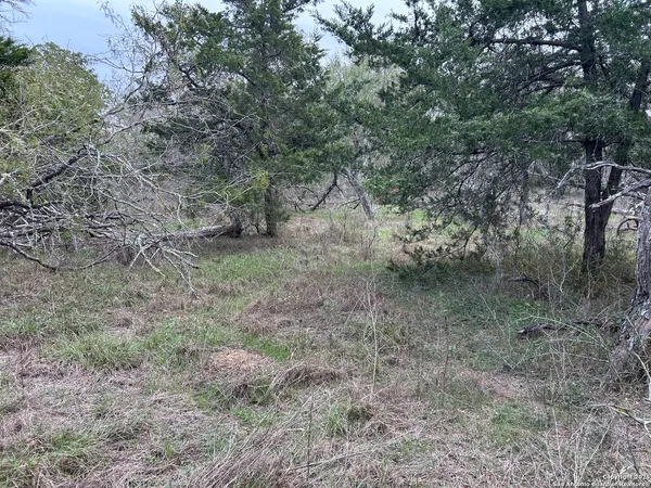 a view of a forest with trees in the background