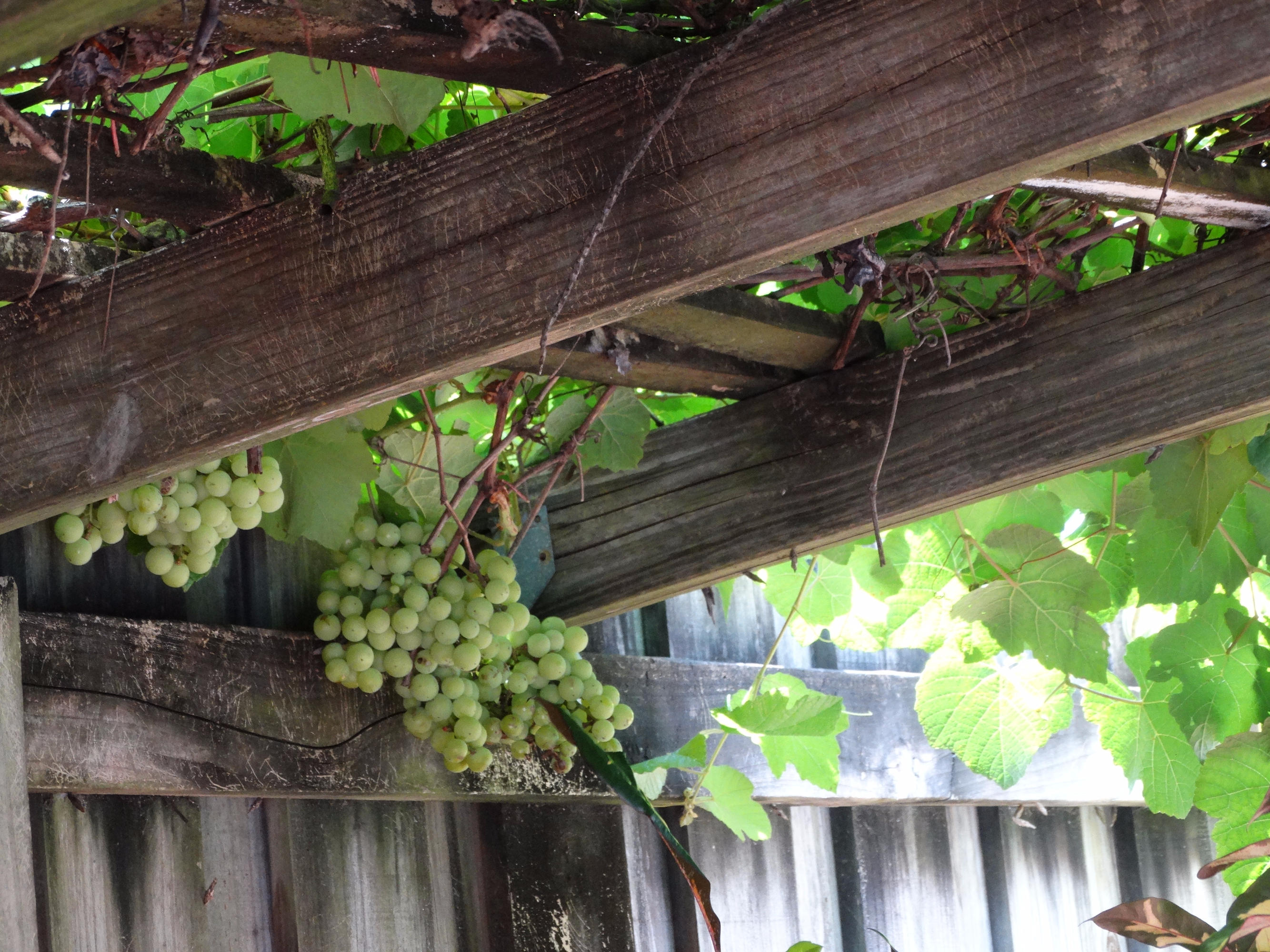 490 Neptune Road Juno Beach, FL 33408 - Photo 18 of 22 Grape vines