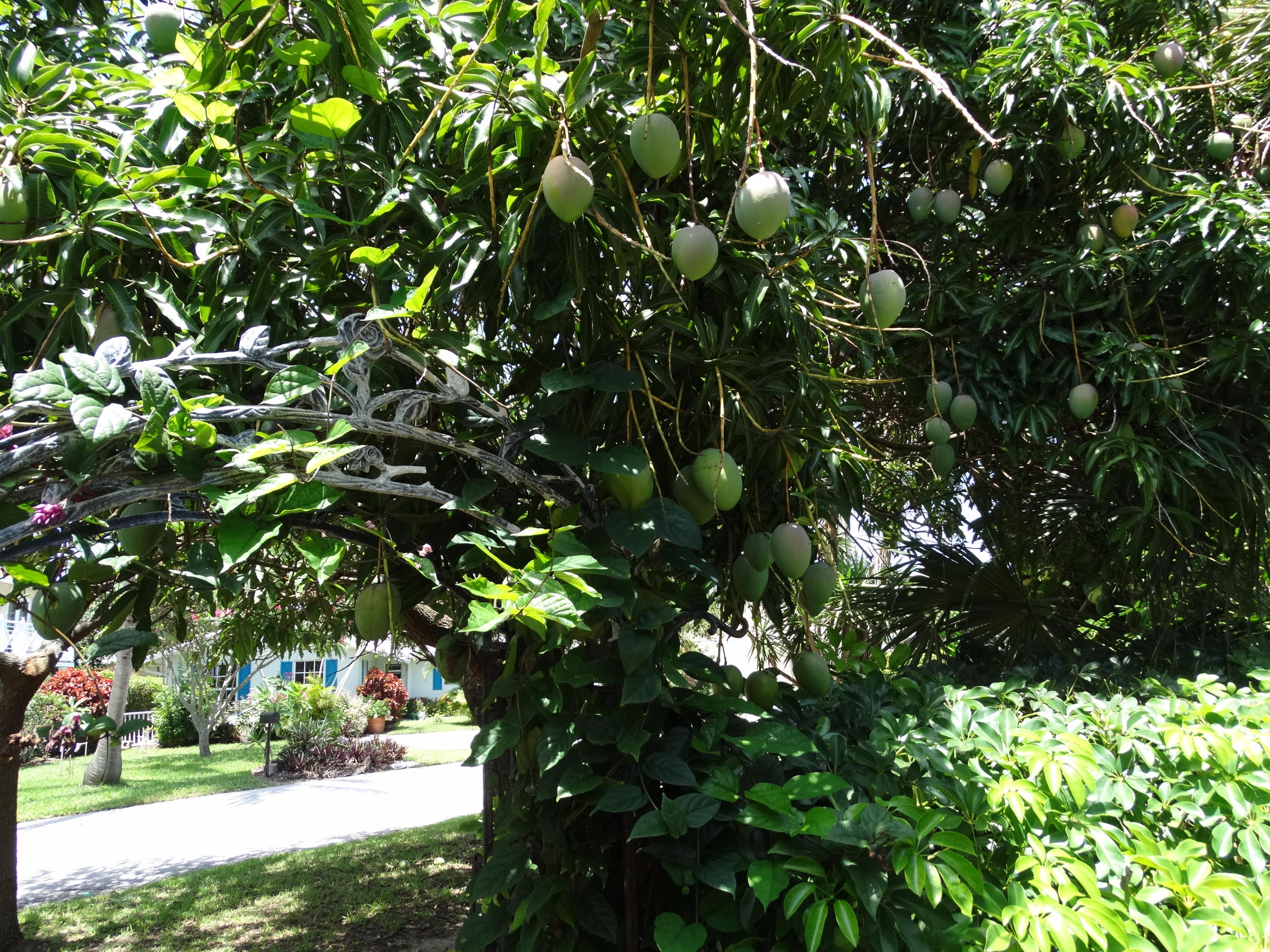 490 Neptune Road Juno Beach, FL 33408 - Photo 19 of 22 Mango trees