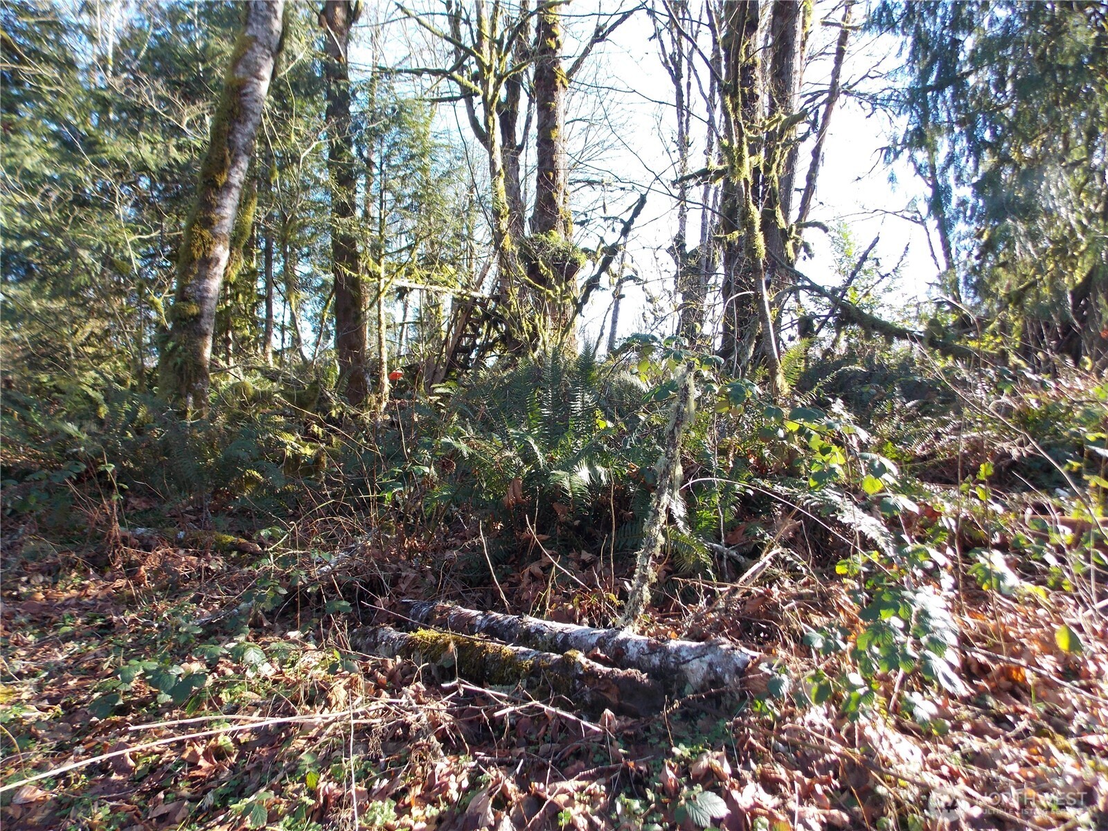 421 Young Road Mossyrock, WA 98564 - Photo 27 of 34 Gallery Image 27