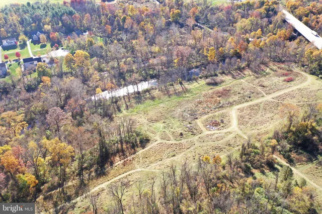 a view of a forest filled with trees