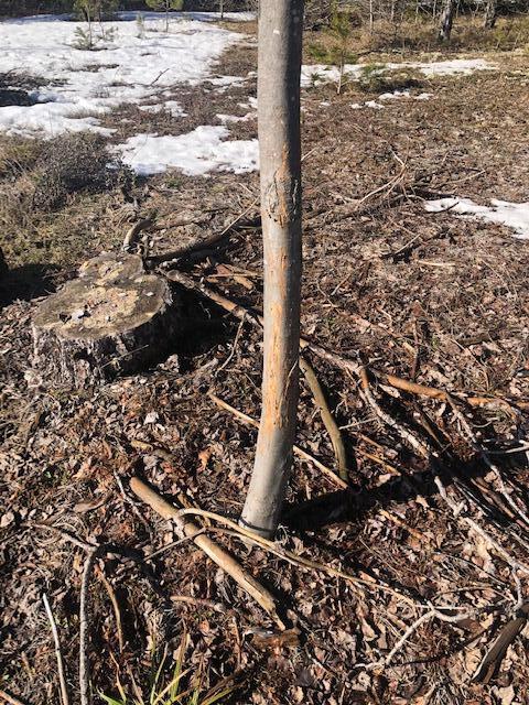 V/l Jouppi Road Kaleva, MI 49645 - Photo 26 of 26 IMG_9060