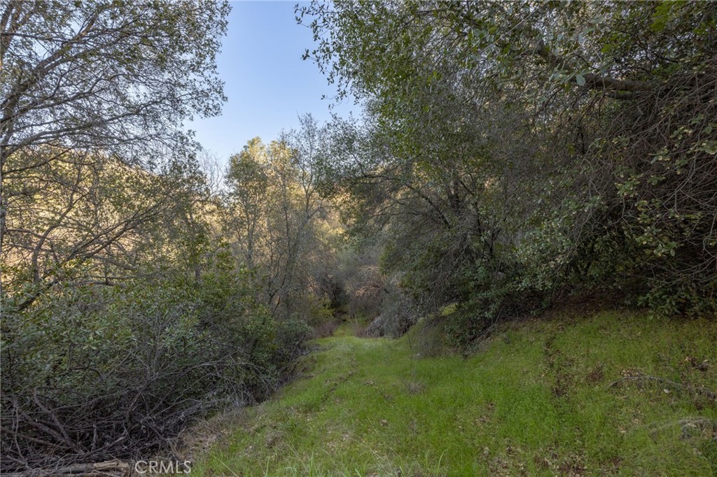 0 Highway 140 Mariposa, CA 95338 - Photo 14 of 51 a view of a forest with a tree