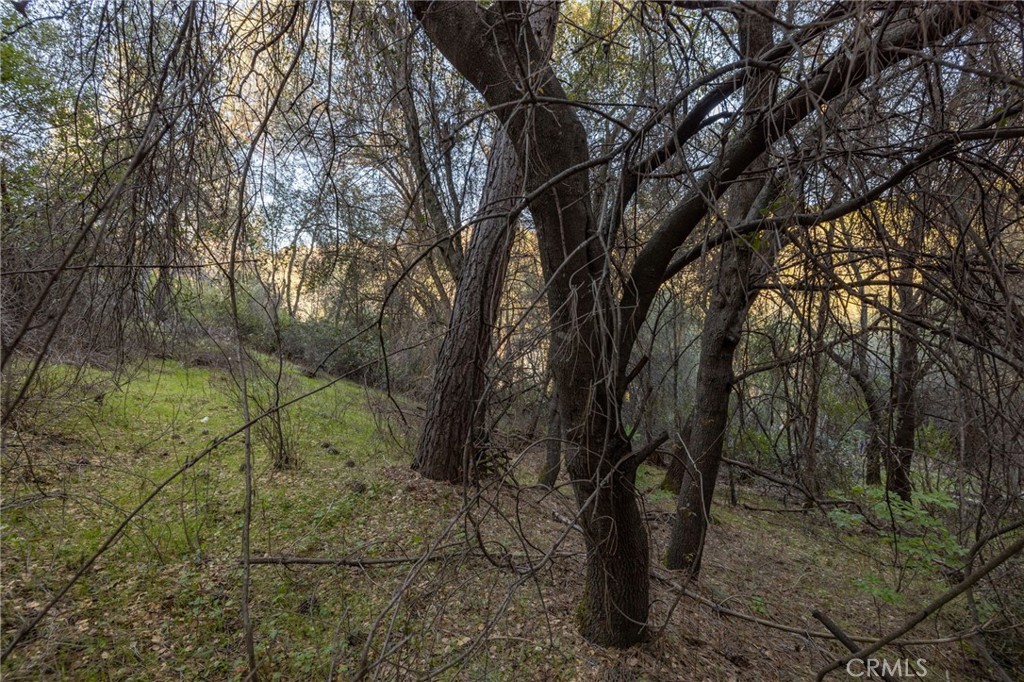 0 Highway 140 Mariposa, CA 95338 - Photo 28 of 51 a view of a forest