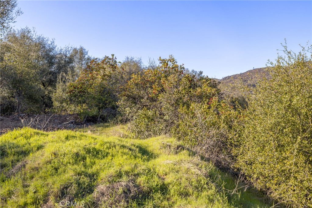 0 Highway 140 Mariposa, CA 95338 - Photo 35 of 51 a view of a yard with a tree
