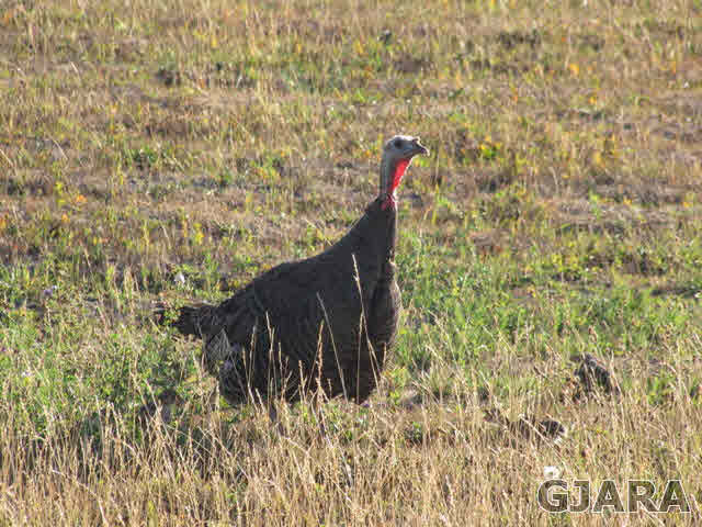 998 21 Road Grand Junction, CO 81505 - Photo 25 of 26 a view of wooden wall