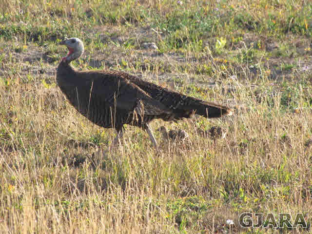 998 21 Road Grand Junction, CO 81505 - Photo 26 of 26 a view of wooden floor