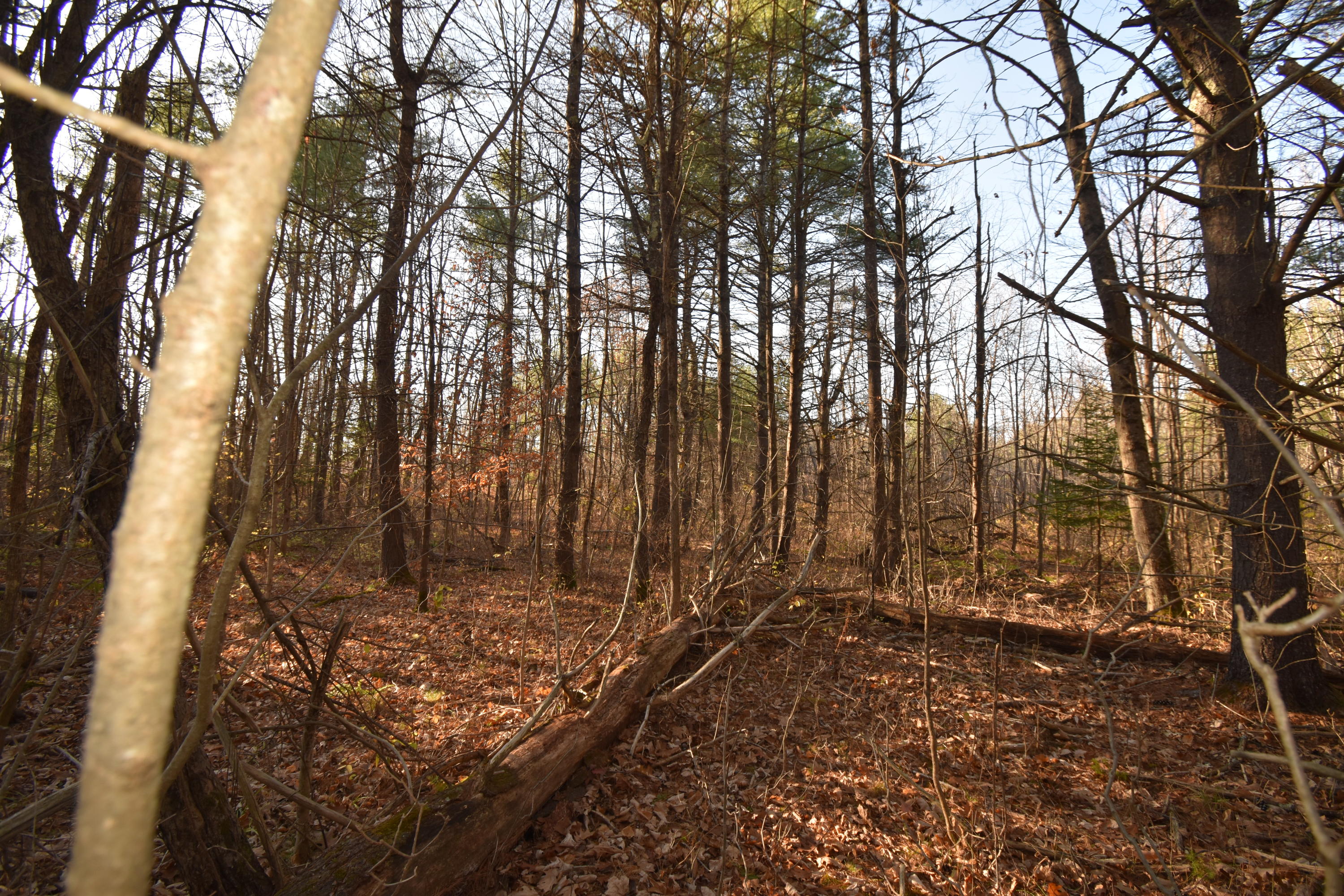 0 Lunts Hill Road Litchfield, ME 04350 - Photo 75 of 80 DSC_0932