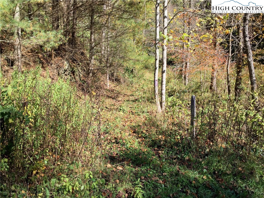 Smithey Road Grassy Creek, NC 28631 - Photo 5 of 38 Gallery Image 5