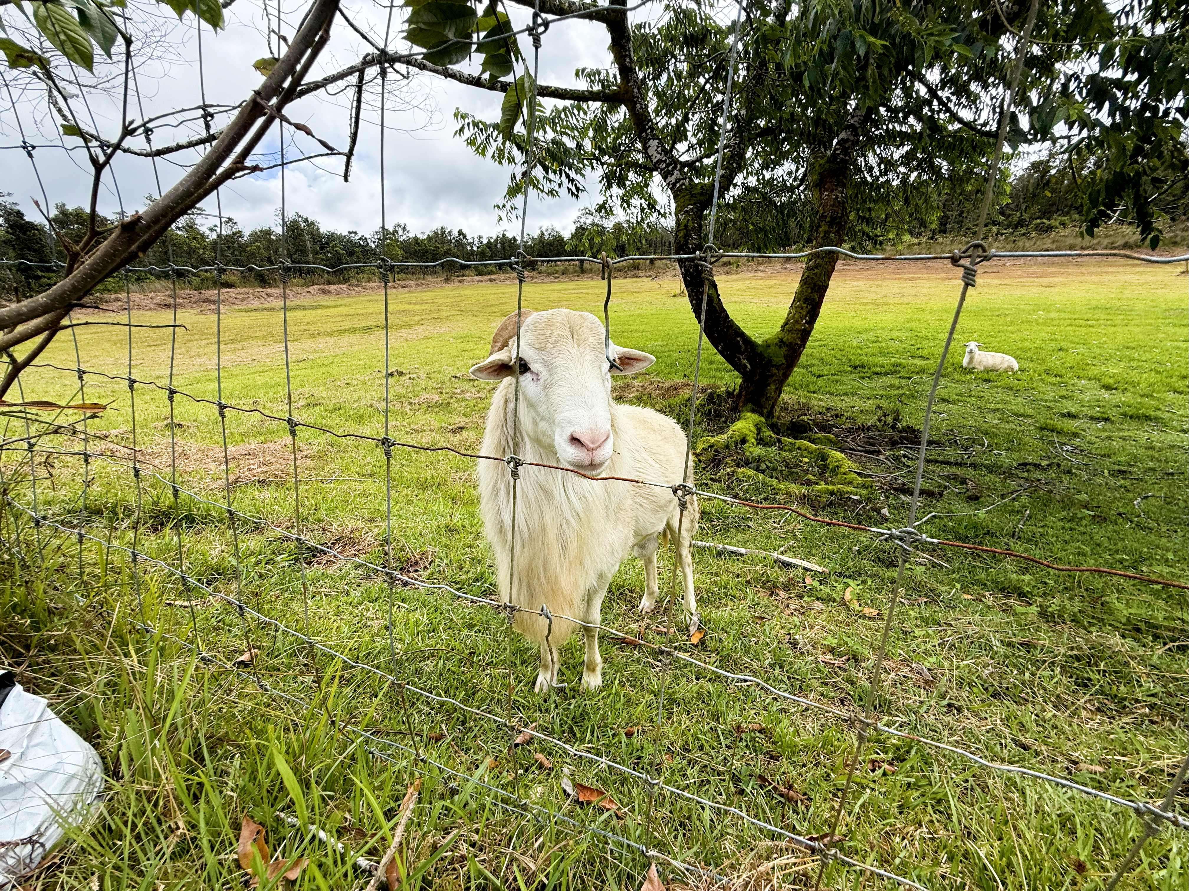 11-2477 Kokokahi Mountain View, HI 96771 - Photo 29 of 30