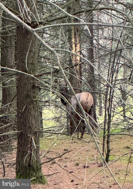 170 Blackberry Road Bellefonte, PA 16823 - Photo 15 of 20 a view of a backyard