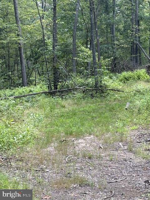 170 Blackberry Road Bellefonte, PA 16823 - Photo 20 of 20 a view of a forest filled with trees