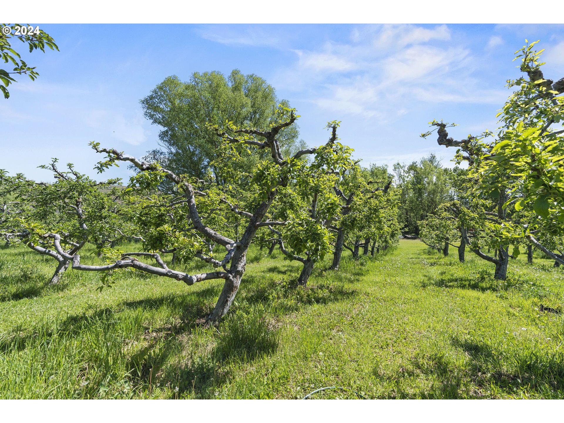 43479 Old Foothill Road Richland, OR 97870 - Photo 33 of 44 a backyard of a house with lots of green space