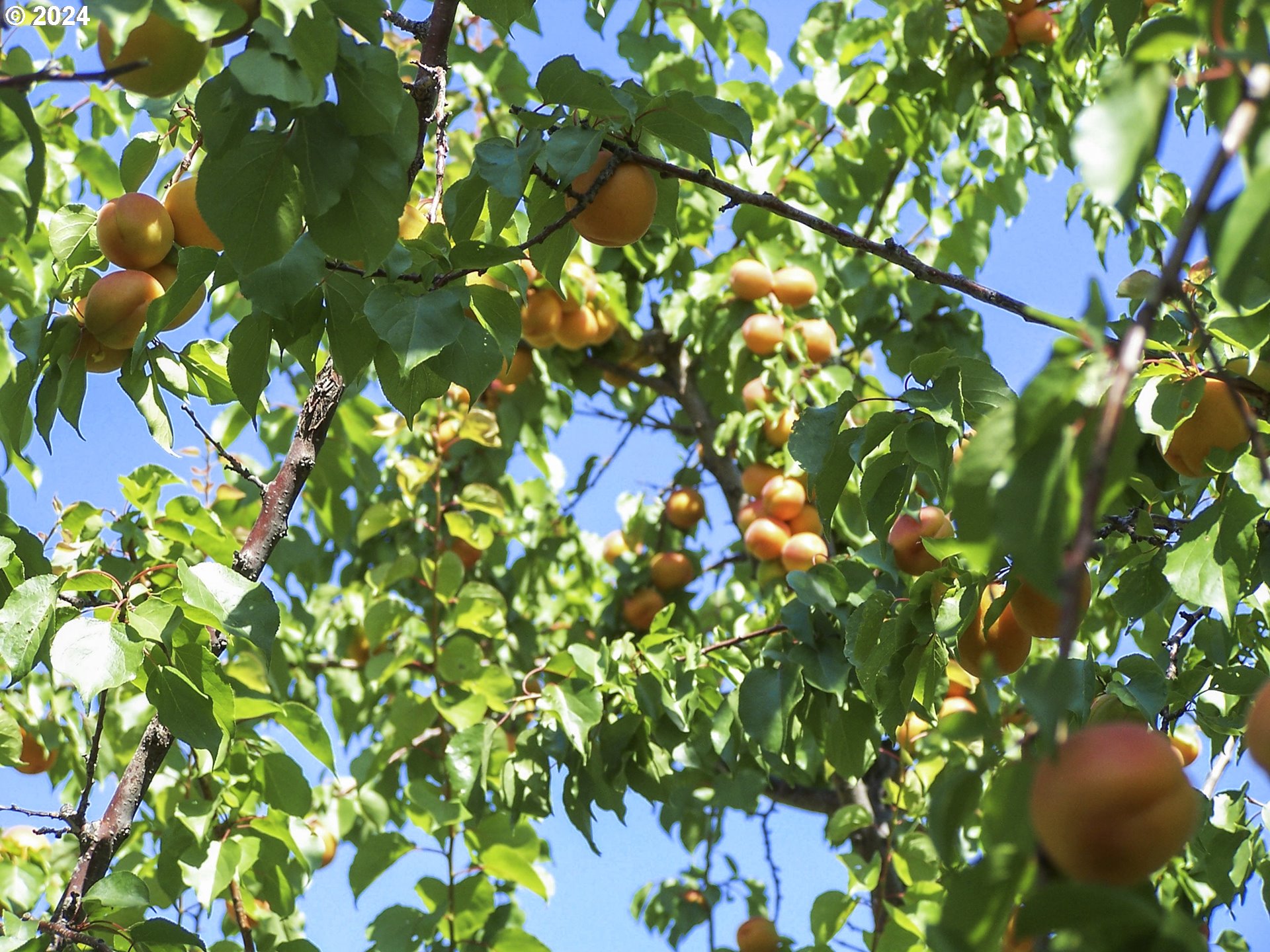43479 Old Foothill Road Richland, OR 97870 - Photo 34 of 44 a backyard of a tree